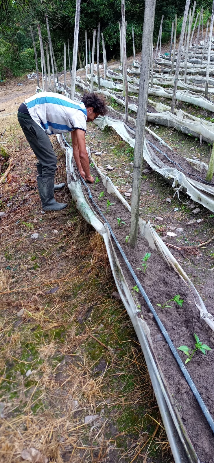 Agricultura Sostenible - Imagen 2