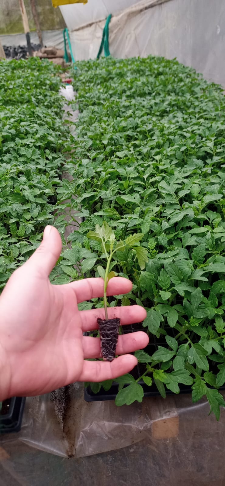 Prácticas de cultivo