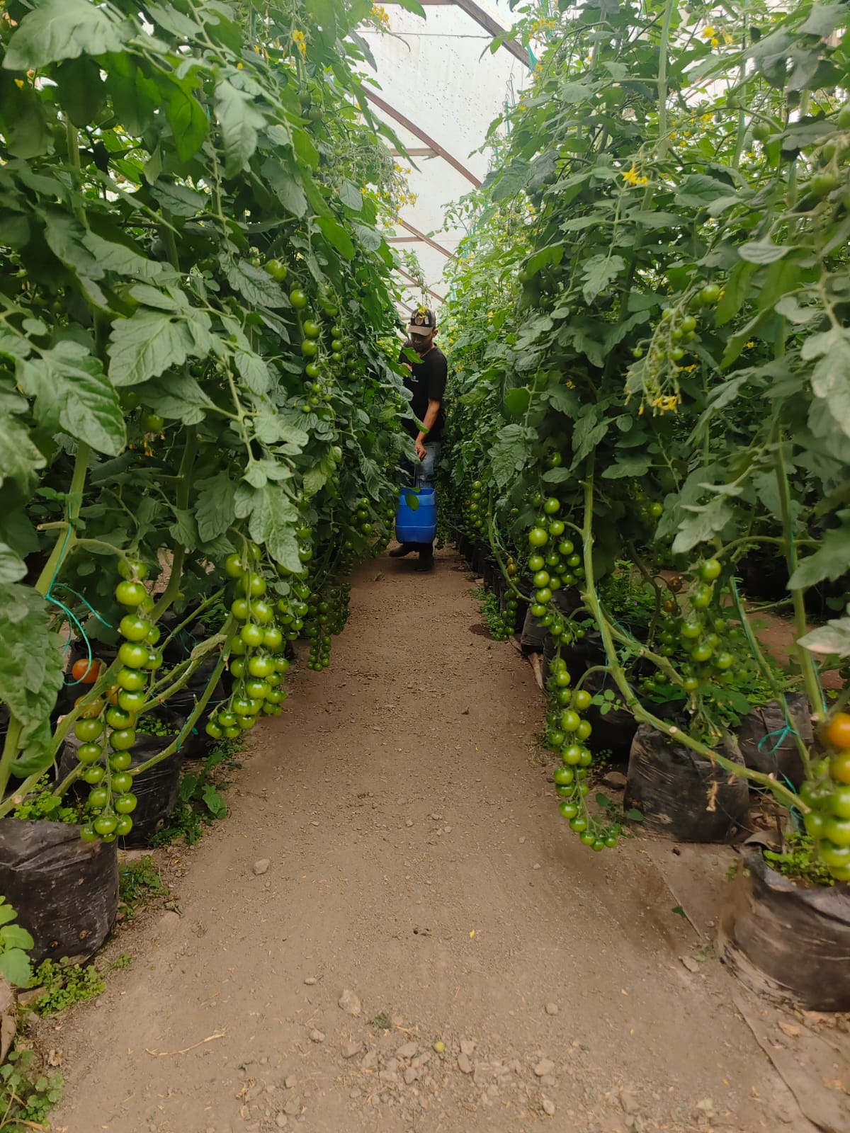 Control de plagas sostenible